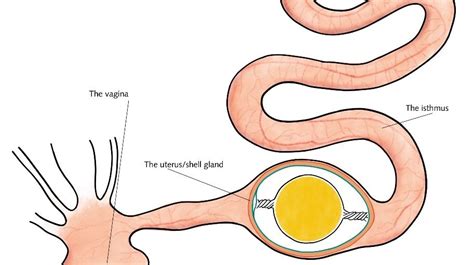 oviposition animated|Jill's First Ovi.